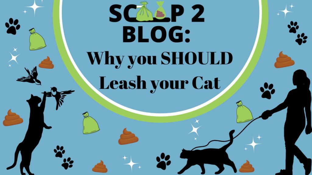 Why you should leash your cat: scoop 2 blog post! 